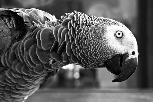 parrot looking at you